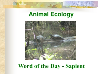 Animal Ecology