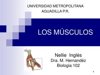 LOS MÚSCULOS