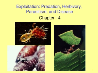 Exploitation: Predation, Herbivory,  Parasitism, and Disease