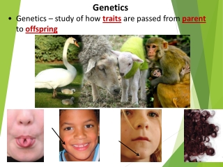 Genetics  Genetics – study of how  traits  are passed from  parent  to  offspring