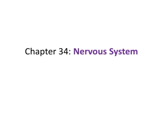 Chapter 34:  Nervous System