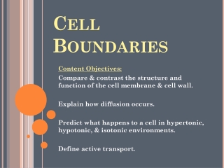 Cell Boundaries