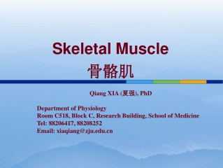 Skeletal Muscle 骨骼肌