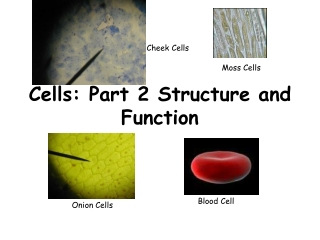 Cells: Part 2 Structure and Function