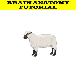 BRAIN ANATOMY TUTORIAL