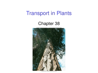 Transport in Plants