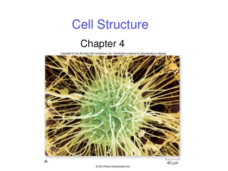 Cell Structure