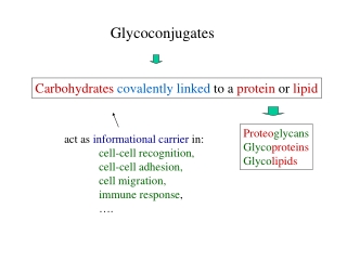 Glycoconjugates