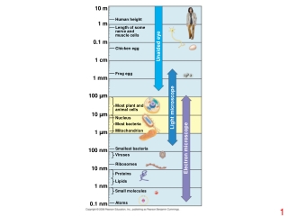 10 m