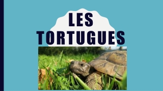 LES TORTUGUES