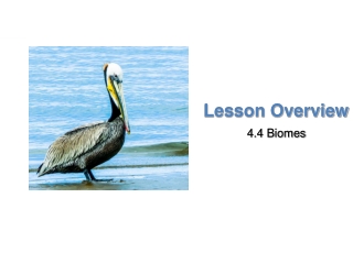 Lesson Overview