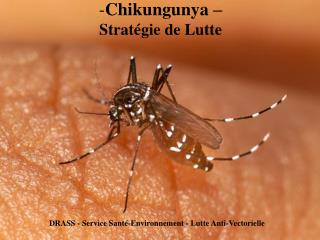 Chikungunya – Stratégie de Lutte