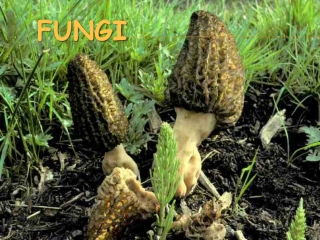 Fungi