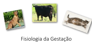 Fisiologia da Gesta ção