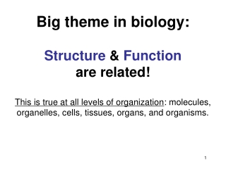 Big theme in biology: Structure  &amp;  Function are related!