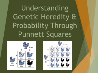 Understanding Genetic Heredity &amp; Probability Through Punnett Squares