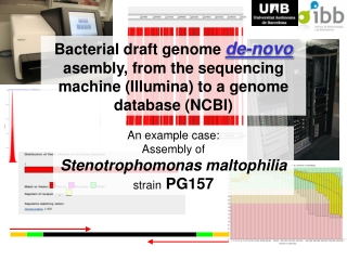 An example case: Assembly of  Stenotrophomonas maltophilia strain  PG157