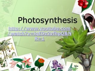 Photosynthesis