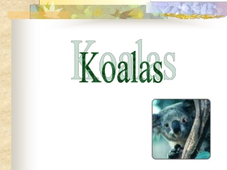 Koalas