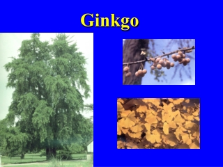 Ginkgo