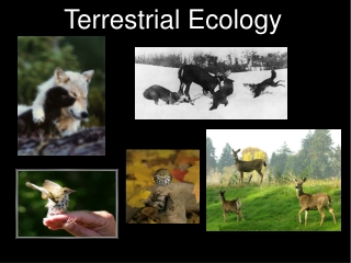 Terrestrial Ecology