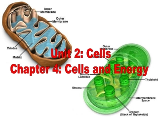 Unit 2: Cells Chapter 4: Cells and Energy