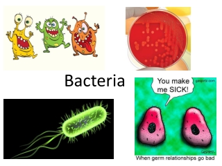 Bacteria