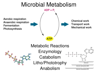 Microbial Metabolism