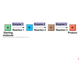 Enzyme 1