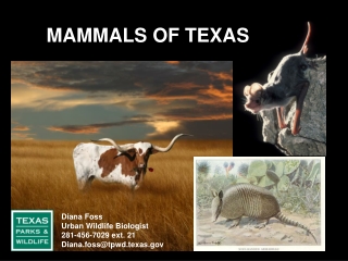 MAMMALS OF TEXAS