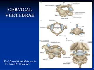 CERVICAL VERTEBRAE