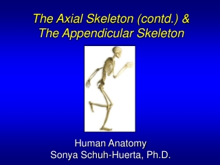 The Axial Skeleton (contd.) &amp; The Appendicular Skeleton Human Anatomy Sonya Schuh-Huerta, Ph.D.