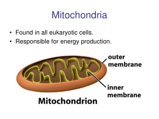 Mitochondria