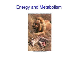 Energy and Metabolism