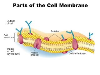 Outside of cell