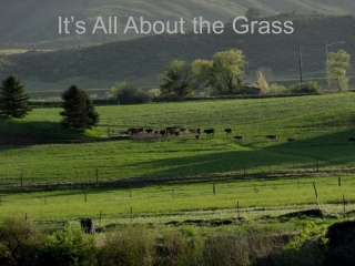 It’s All About the Grass