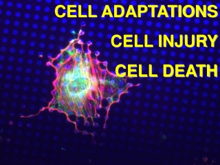 CELL ADAPTATIONS CELL INJURY CELL DEATH