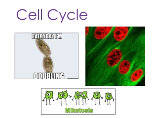 Cell Cycle