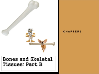 Bones and Skeletal Tissues: Part B