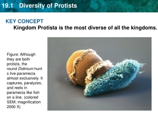 KEY CONCEPT  Kingdom Protista is the most diverse of all the kingdoms.