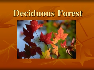 Deciduous Forest