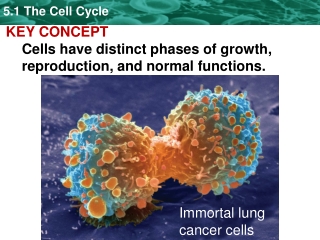 KEY CONCEPT  Cells have distinct phases of growth, reproduction, and normal functions.