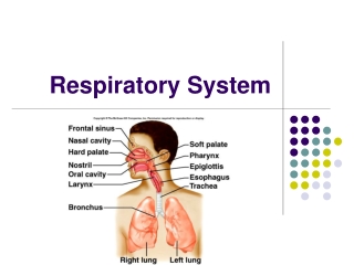 Respiratory System