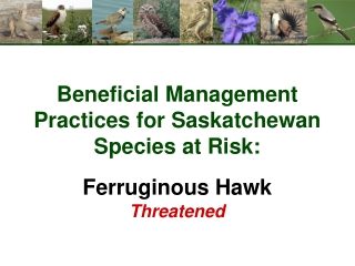Beneficial Management Practices for Saskatchewan Species at Risk: Ferruginous Hawk Threatened