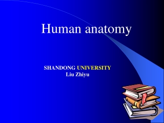 Human anatomy