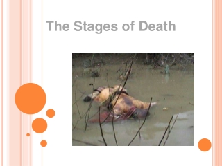 The Stages of Death