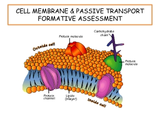 CELL MEMBRANE &amp; PASSIVE TRANSPORT FORMATIVE  ASSESSMENT