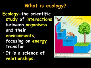 What is ecology?