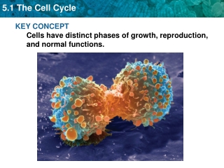 KEY CONCEPT  Cells have distinct phases of growth, reproduction, and normal functions.