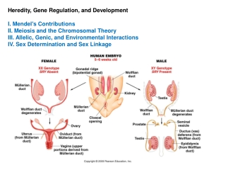 Heredity, Gene Regulation, and Development  I. Mendel's Contributions